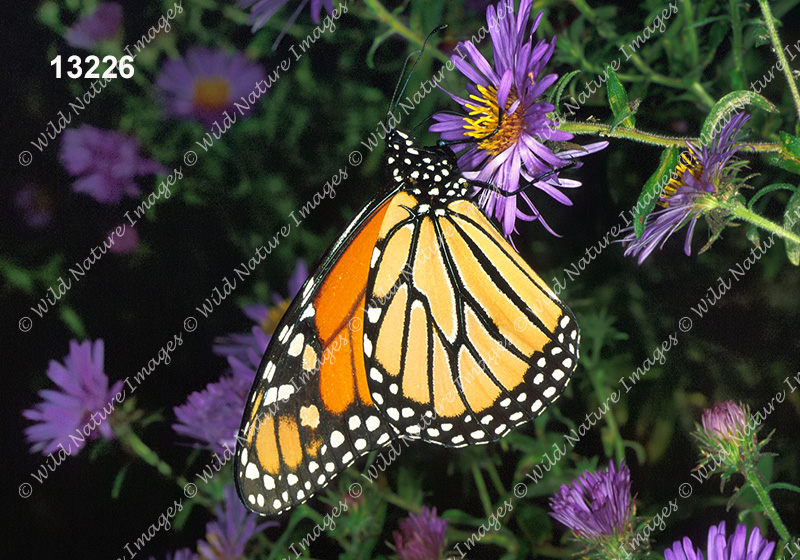 Monarch (Danaus plexippus)